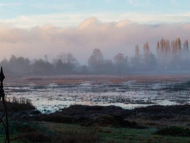 Shore Meadows fall morning